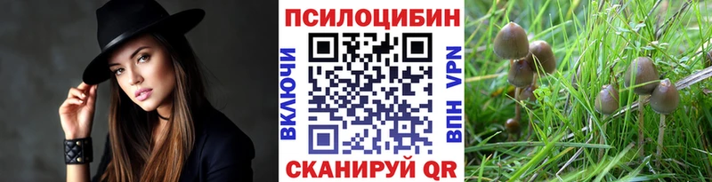 купить наркотики сайты  Чехов  Псилоцибиновые грибы Psilocybe 